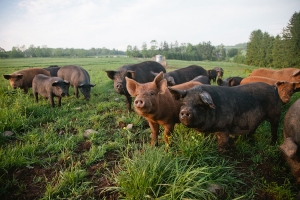 ANSVSA: Vom interzice intrarea în țară cu alimente care sunt purtătoare de virusul pestei porcine africane
