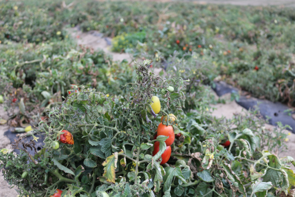 „Ferma lui Alexandru“ din Valea Seacă: 70% din producţia de legume, compromise