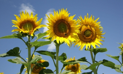 România, numărul 1 în UE la floarea-soarelui