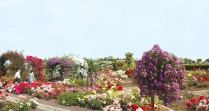 Rozariul de la Mândruloc. Cea mai mare grădină de trandafiri din țară