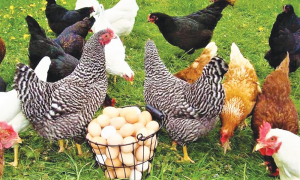 Hrănirea găinilor ouătoare în timpul iernii