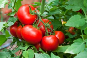 MADR: roșiile românești din Programul Tomata - sigure pentru consum