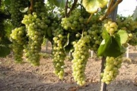 2013 în viticultură: struguri mulţi şi vinuri superioare