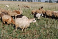 Gestaţia şi prima lactaţie la oi şi capre