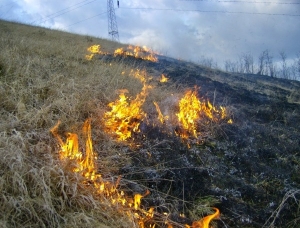 Informare APIA referitoare la interdicția arderii miriștilor și a resturilor vegetale pe terenul arabil, precum și a vegetației pajiștilor permanente