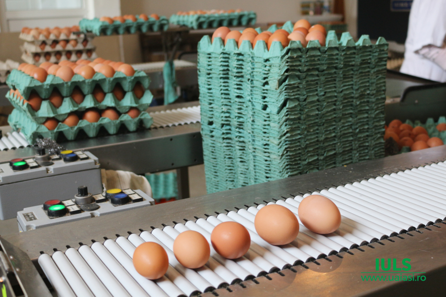 După 12 ani de stagnare, anul acesta a crescut prețul oului la poarta fermei