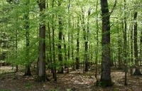 WWF România: Modificarea Codului Silvic reprezintă un instrument legal pentru epuizarea pădurilor României