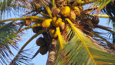 Beneficiile uleiului de cocos