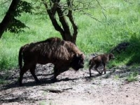 La Bucşani – Dâmboviţa rezervaţia se mândreşte cu 47 de zimbri