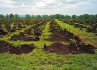 RNP împădureşte peste 6.100 ha în 2013; marţi are loc prima acţiune a &#039;Lunii Plantării Arborilor&#039;