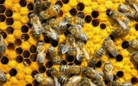 Reviziile de primăvară ale familiilor de albine