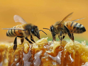 Viziunea albinelor. Albinele şi Bejo: Parteneri Naturali