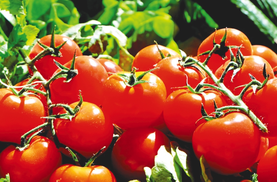 Sprijinul pentru tomate și pregătirea răsadurilor de roșii în județul Teleorman