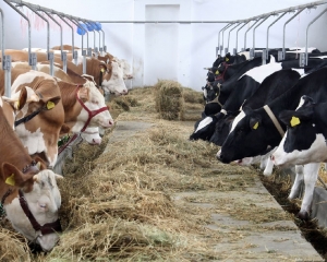 Tehnologia de întreţinere a vacilor de lapte în sistem liber