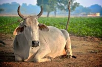 Bovinele din India şi valorificarea resurselor vegetale
