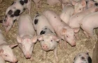În Apuseni o fermă de porci şi un exemplu de ambiţie