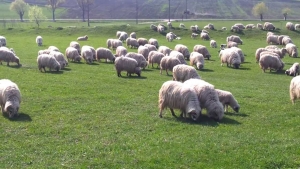 România poate exporta anual 4,5 milioane de ovine