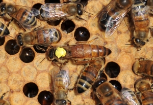 Albina românească, în concurență cu hibridul Buckfast