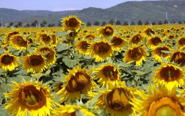 Viitorul culturii de floarea-soarelui este asigurat de noua generație de hibrizi ExpressSun®