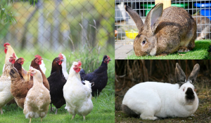 Centrele de sacrificare pentru păsări și iepuri de la nivelul fermelor înregistrate sanitar veterinar vor putea să își desfășoare activitatea și după data de 31 decembrie 2020