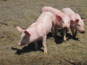 Confirmarea prezenței virusului Pestei Porcine Africane în judeţul Giurgiu