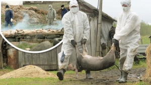 ALERTĂ MAXIMĂ: Nu exista bază legală de acțiune în cazul apariției pestei porcine africane în România! ACEBOP solicită Guvernului aprobarea HG pentru pesta porcină africană