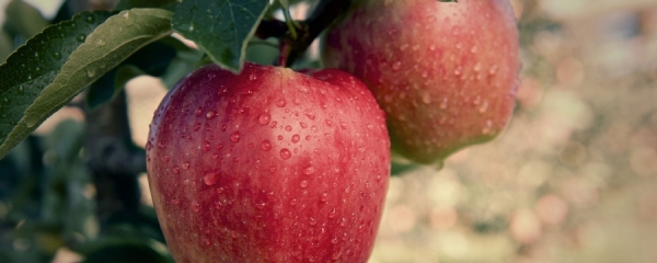 Autoritatea Națională Fitosanitară realizează analize de laborator la mere