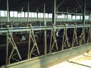 O fermă integrată, ca răspuns la criza laptelui