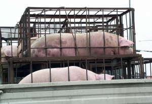 ACEBOP - “Suntem în alertă de 2 zile, porcii ajunși în Republica Moldova acum patru zile, nu mai sunt buni astăzi! ”