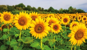 Lebosol - fertilizarea foliară a culturii de floarea-soarelui