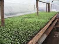 Dezvoltarea uniformă a culturilor, calitatea patului germinativ
