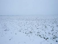 Zăpada căzută în judeţele Moldovei, binecuvântare pentru agricultură