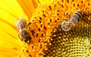 Apicultorii români sunt optimiști în privința producției de miere, în ciuda condițiilor climatice din această perioadă