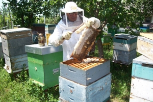 Producția de miere, criteriu în alegerea reproducătorilor de regine