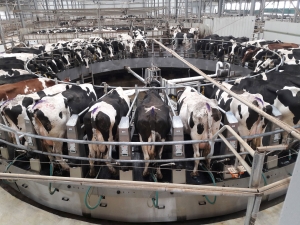 Proiect MADR - Ajutor financiar pentru fermierii români care dețin între 3 și 9 vaci de lapte