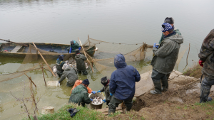 Rompescaris din Podu Iloaiei produce în jur 1.000 de tone de peşte pe an