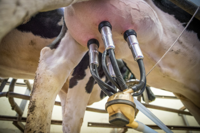 Creştere cu 1% a cantităţii de lapte de vacă colectate în 2020