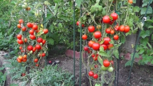 Situația &quot;Ajutorului minimis pentru tomate&quot; în zona Moldovei