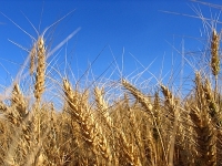 Culturile de grâu şi rapiţă însămânţate în toamna acestui an se prezintă mai bine decât anul trecut