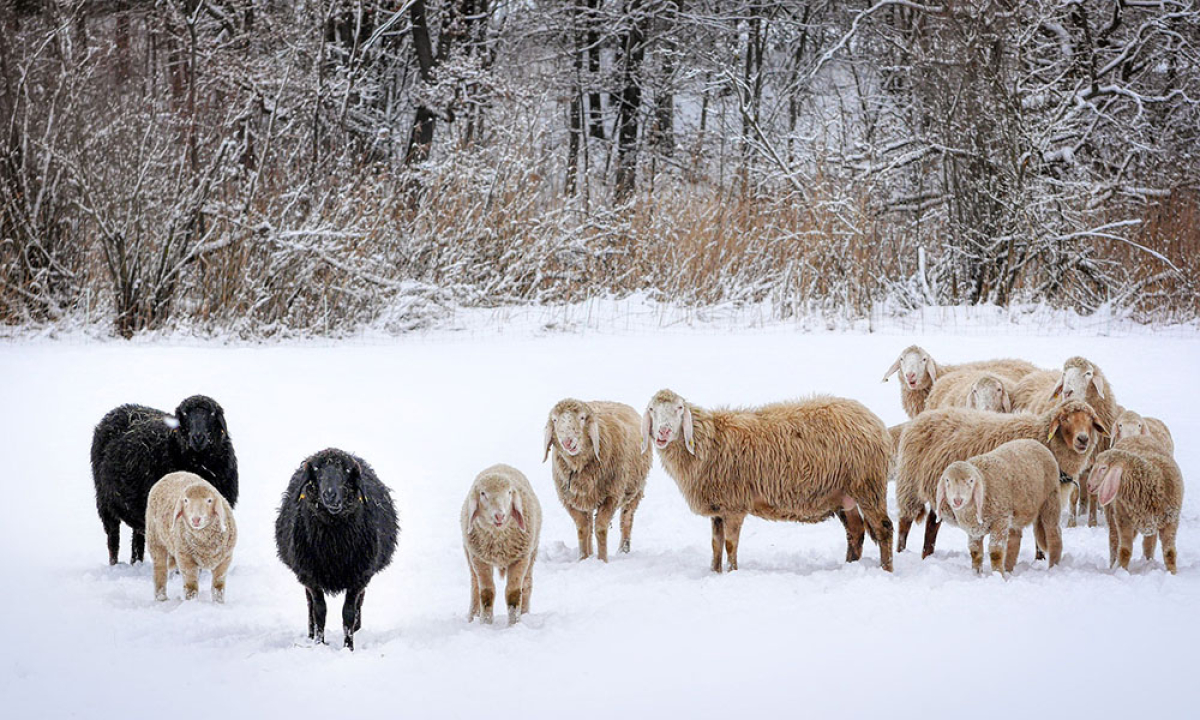 Acțiuni privind asigurarea statusului de sănătate, a normelor de biosecuritate, protecție și bunăstare la animale pentru perioada de iarnă