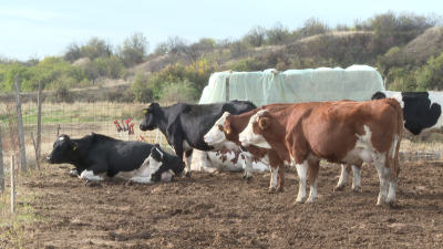 Gheorghe Florea: „Există interesul ca fermierii români să renunțe la vacile de lapte“