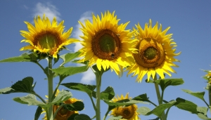 Fermierii campioni la floarea-soarelui din Dobrogea